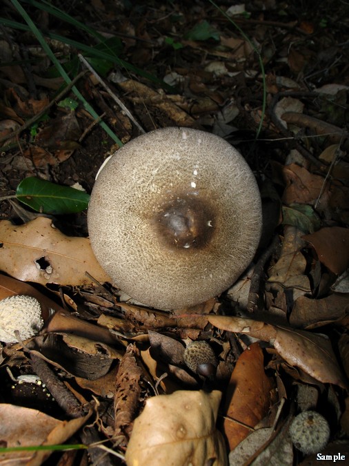 Agaricus moelleri  Wasser